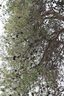 gal/cro 08/_thb_small-IMG_4686.JPG